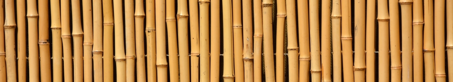 ogrodzenie z bambusa